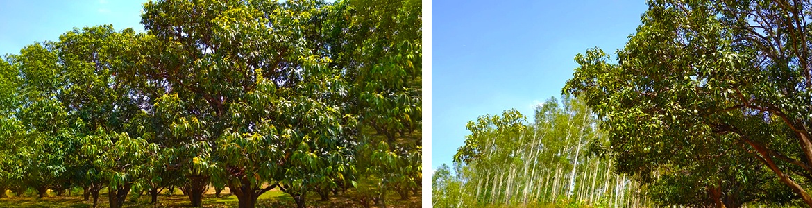Plantataion Image